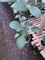 Hoya Vitellina Sp Jabar
