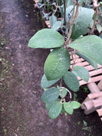 Hoya Vitellina Sp Jabar