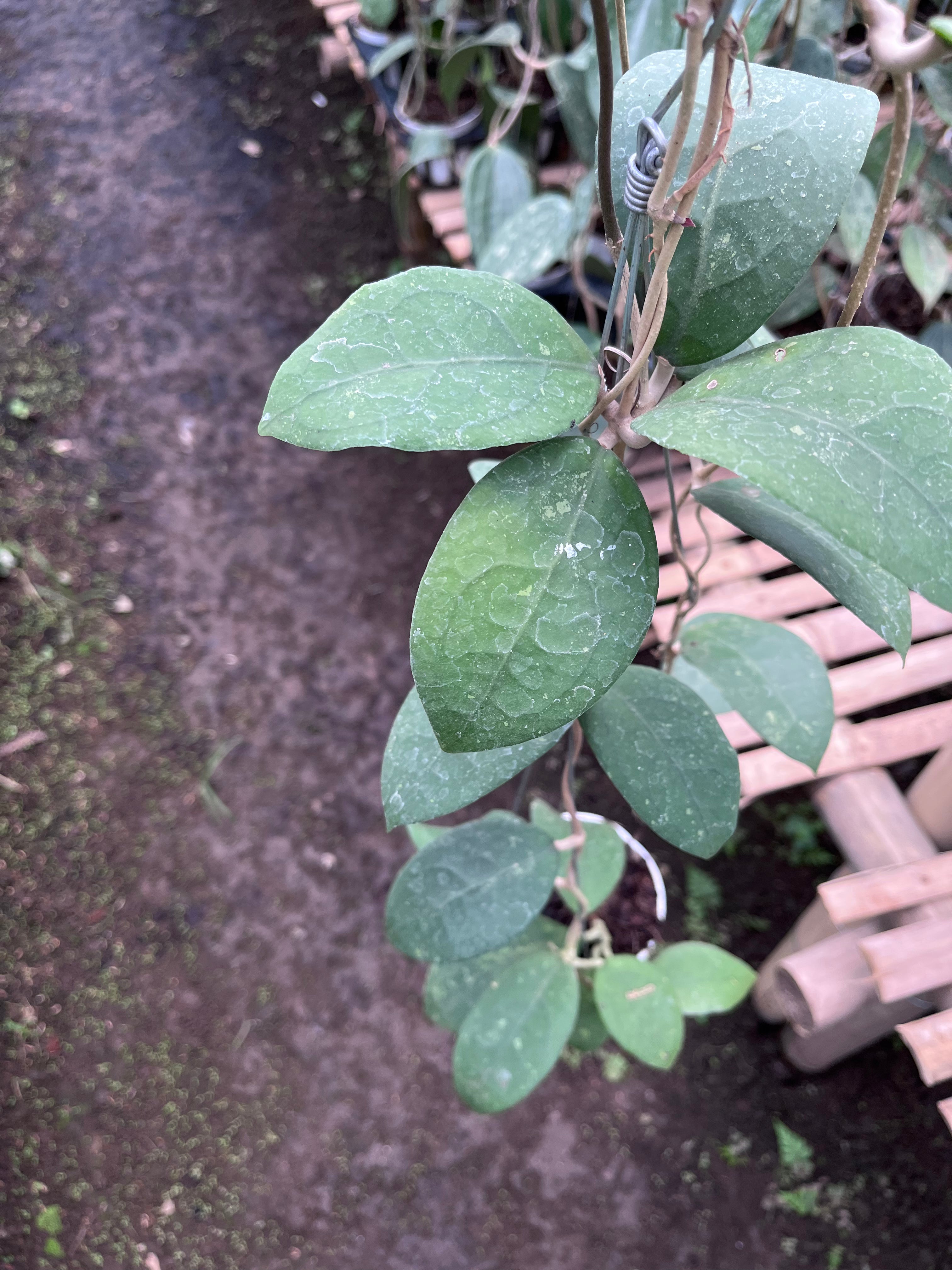 Hoya Vitellina Sp Jabar