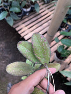 Hoya Erythrina Splash
