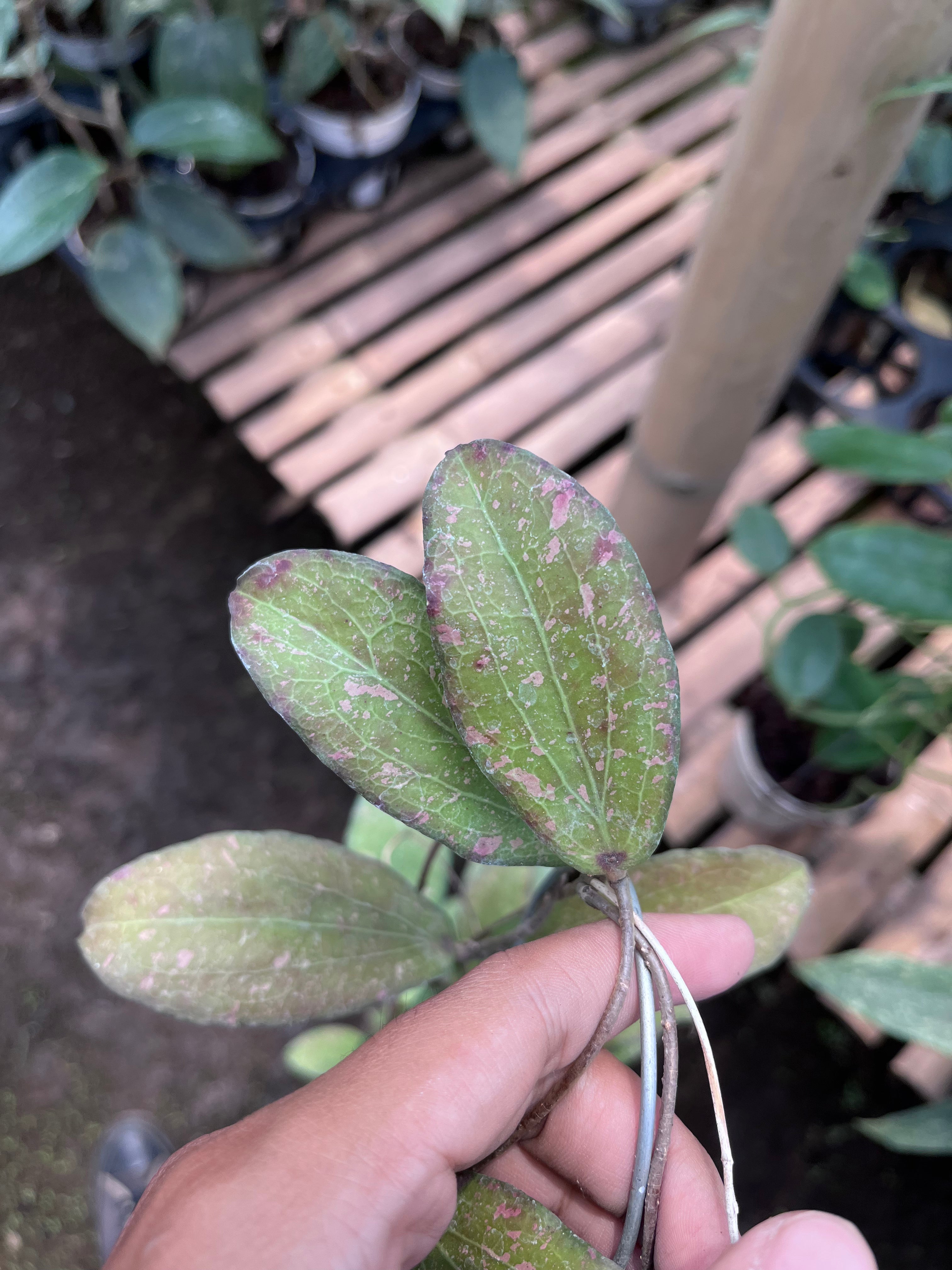 Hoya Erythrina Splash