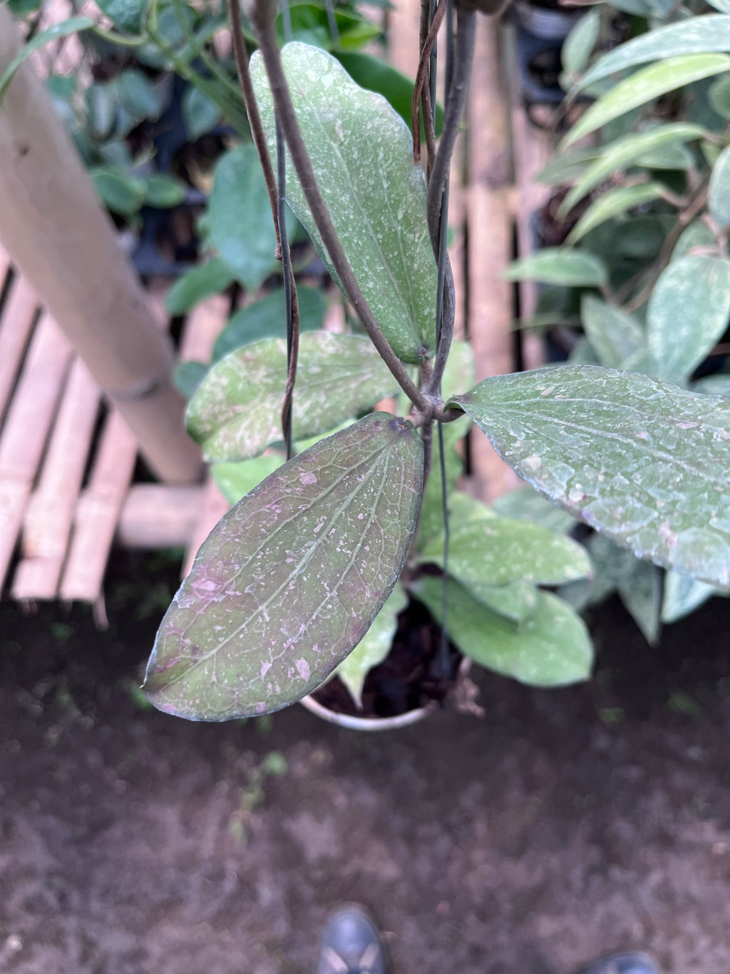 Hoya Erythrina Splash