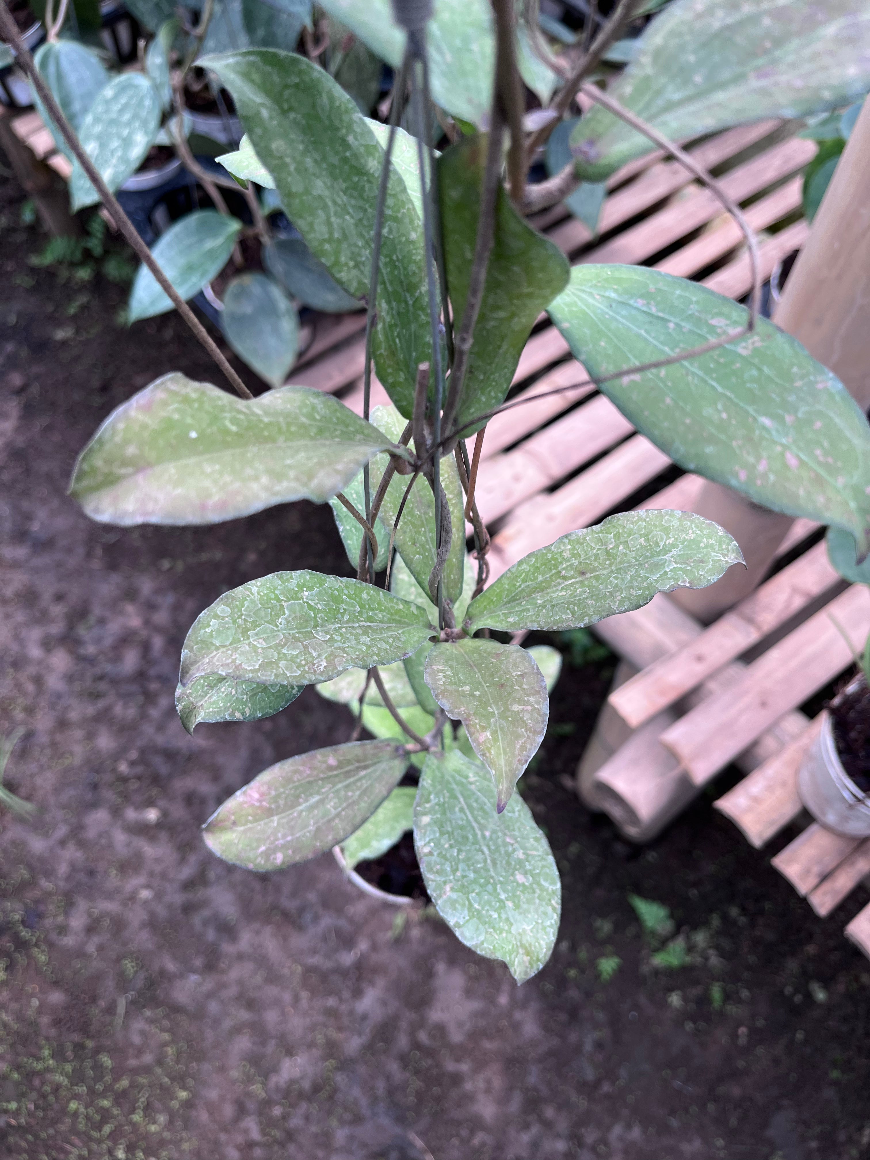 Hoya Erythrina Splash