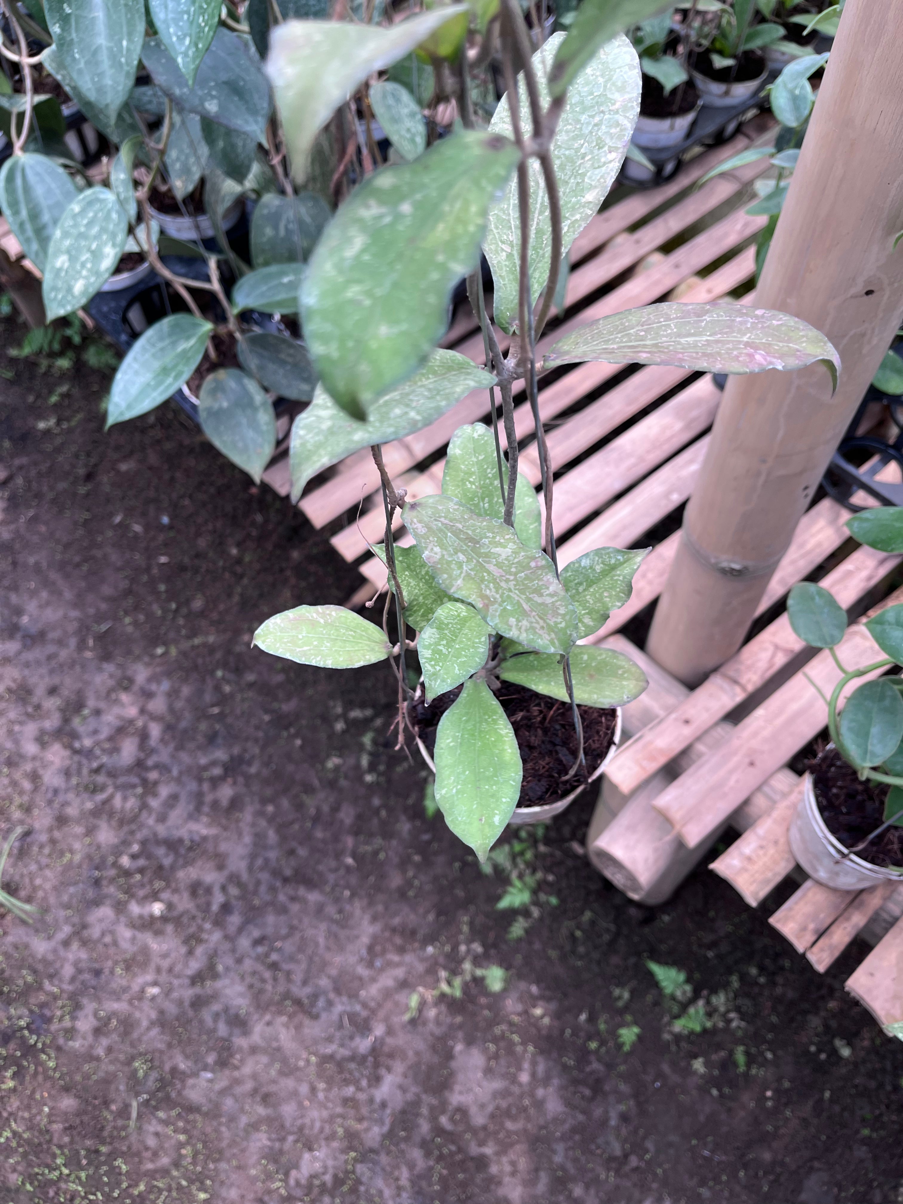 Hoya Erythrina Splash