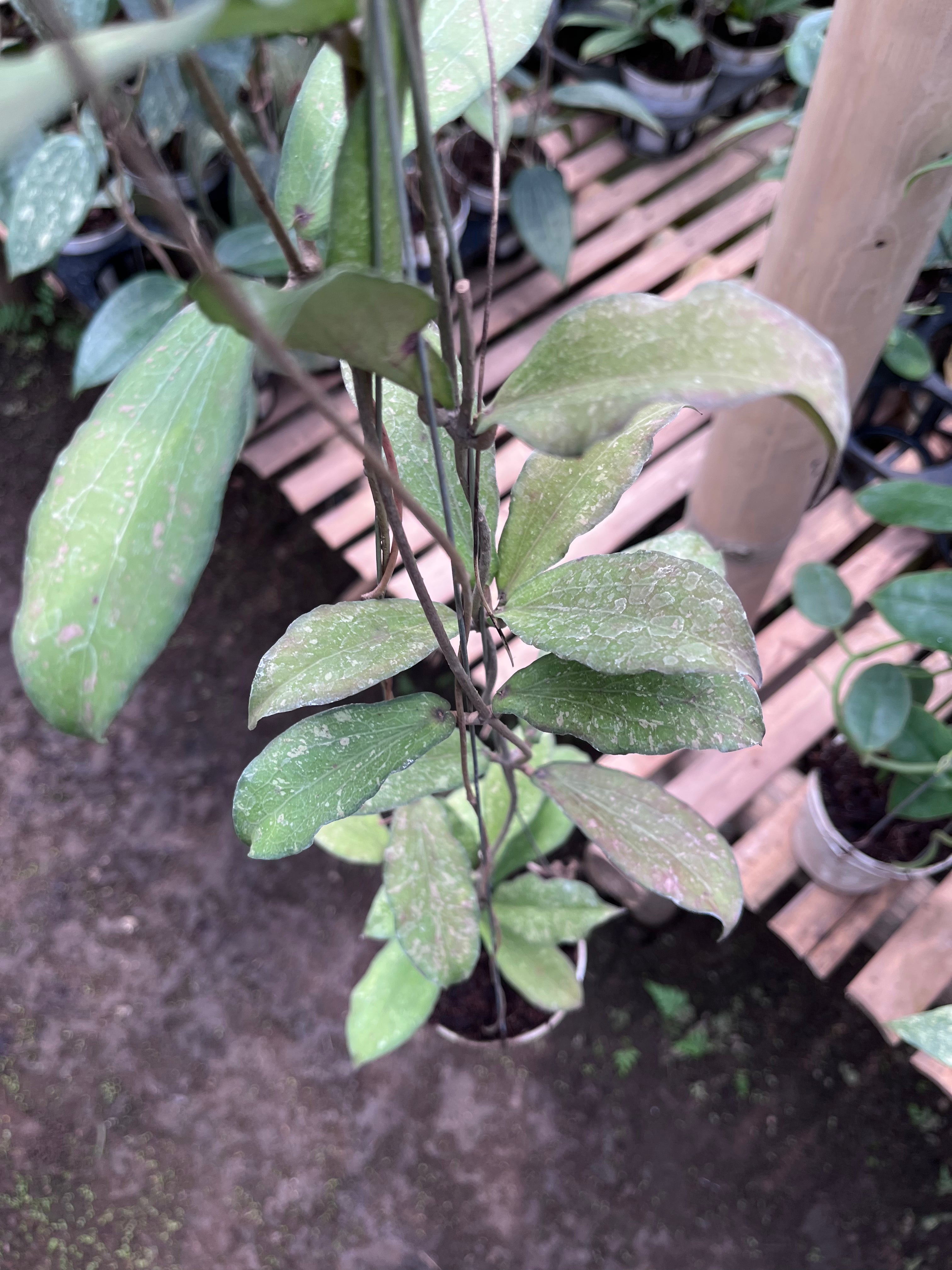 Hoya Erythrina Splash