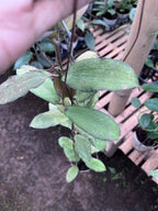 Hoya Erythrina Splash