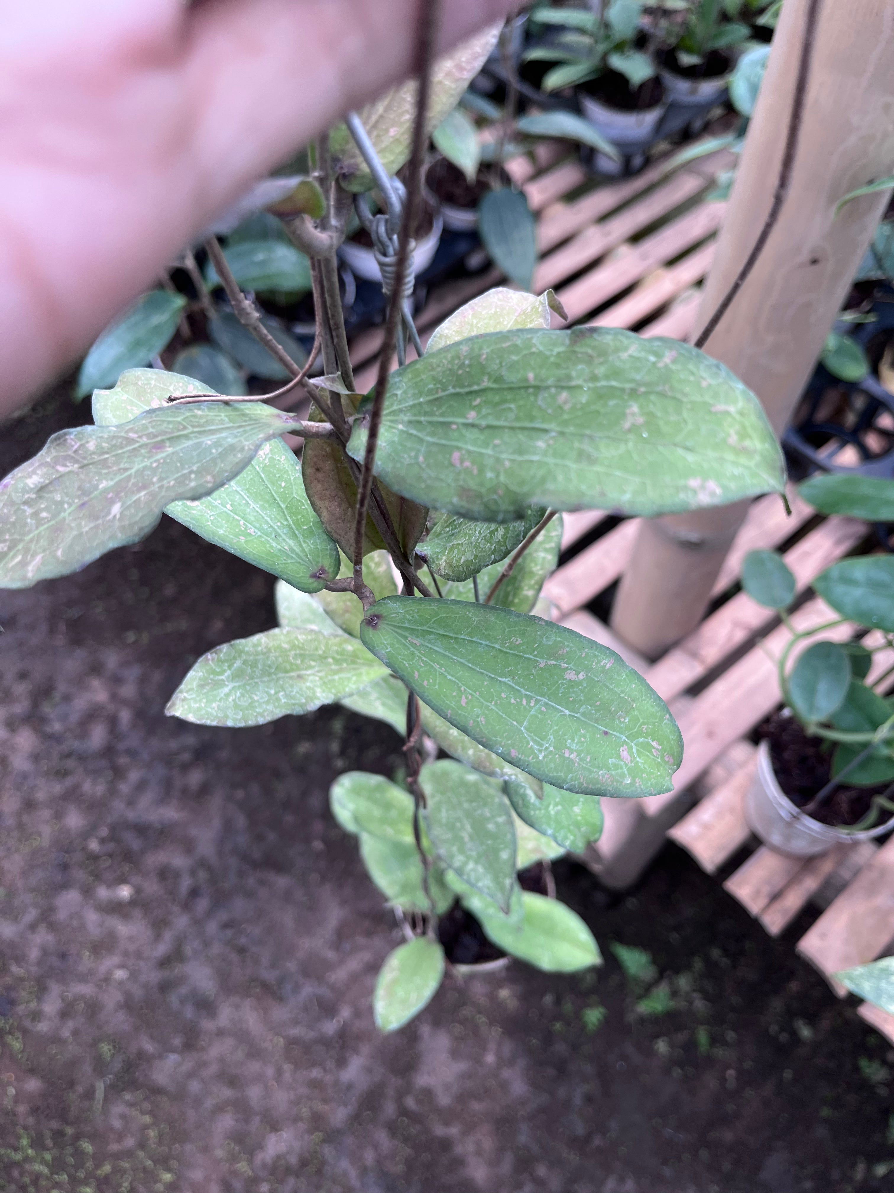 Hoya Erythrina Splash