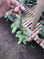 Hoya Erythrina Splash