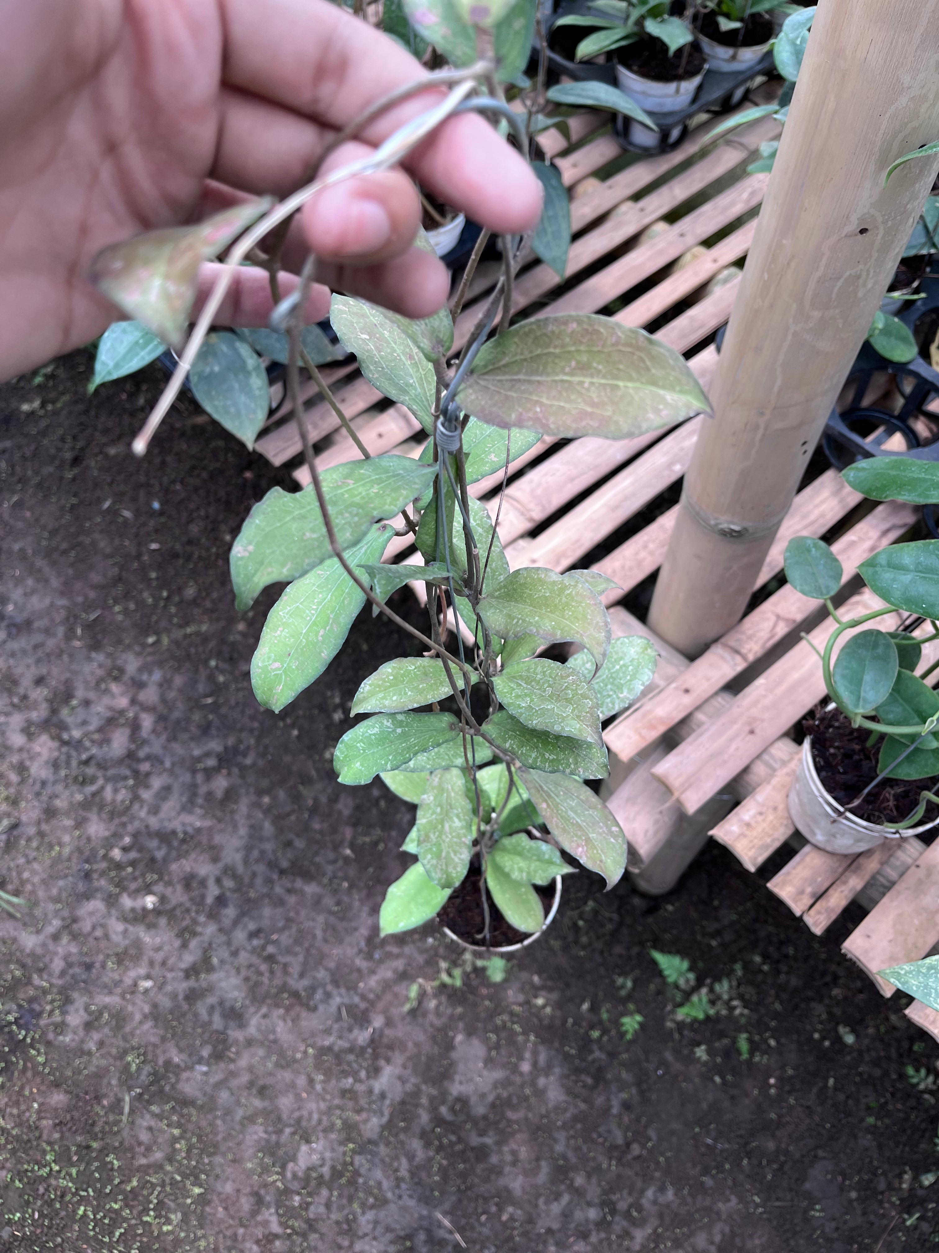 Hoya Erythrina Splash