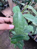 Hoya Aff Lauterbachii