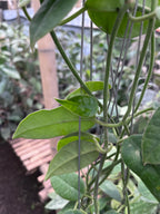 Hoya Aff Lauterbachii