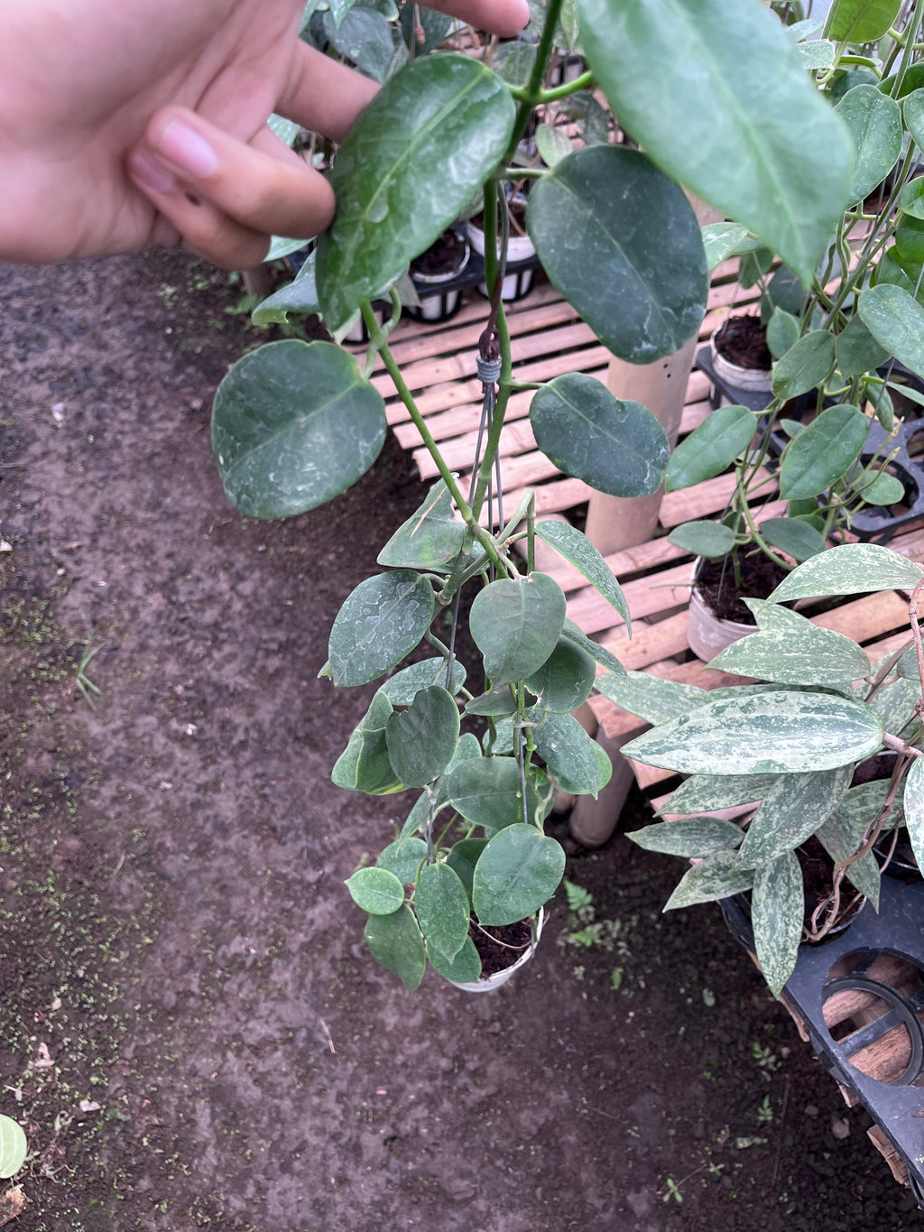 Hoya Eriostemma