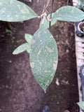 Hoya Verticilata Jabar