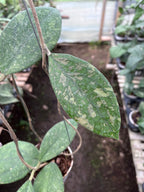 Hoya Verticilata Jabar