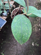 Hoya Verticilata Jabar