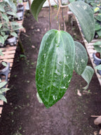 Hoya Machrophylla Splash