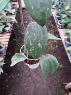 Hoya Machrophylla Splash