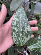 Hoya Machrophylla Splash