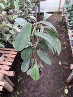 Hoya Diversifolia Splash