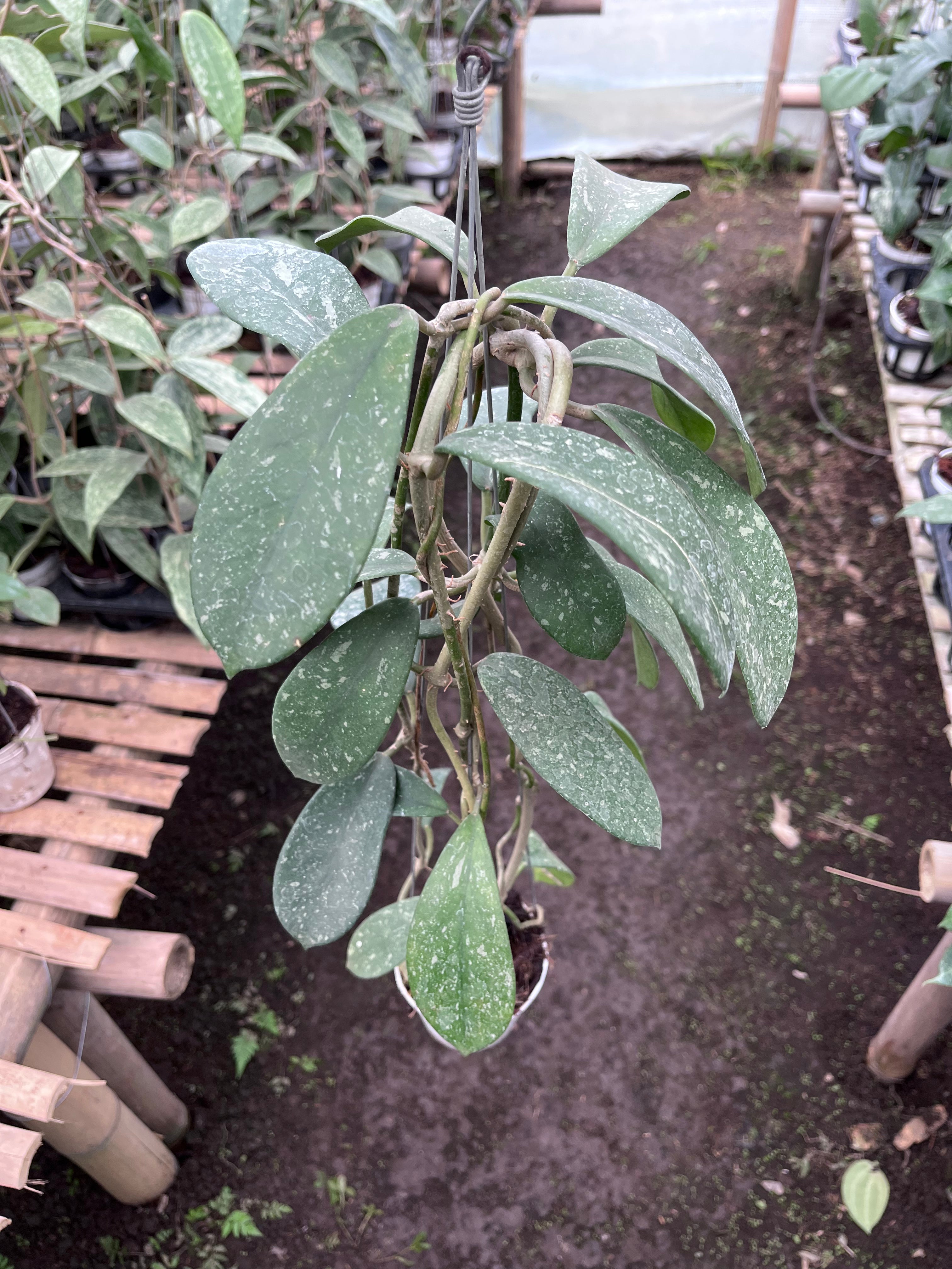 Hoya Diversifolia Splash