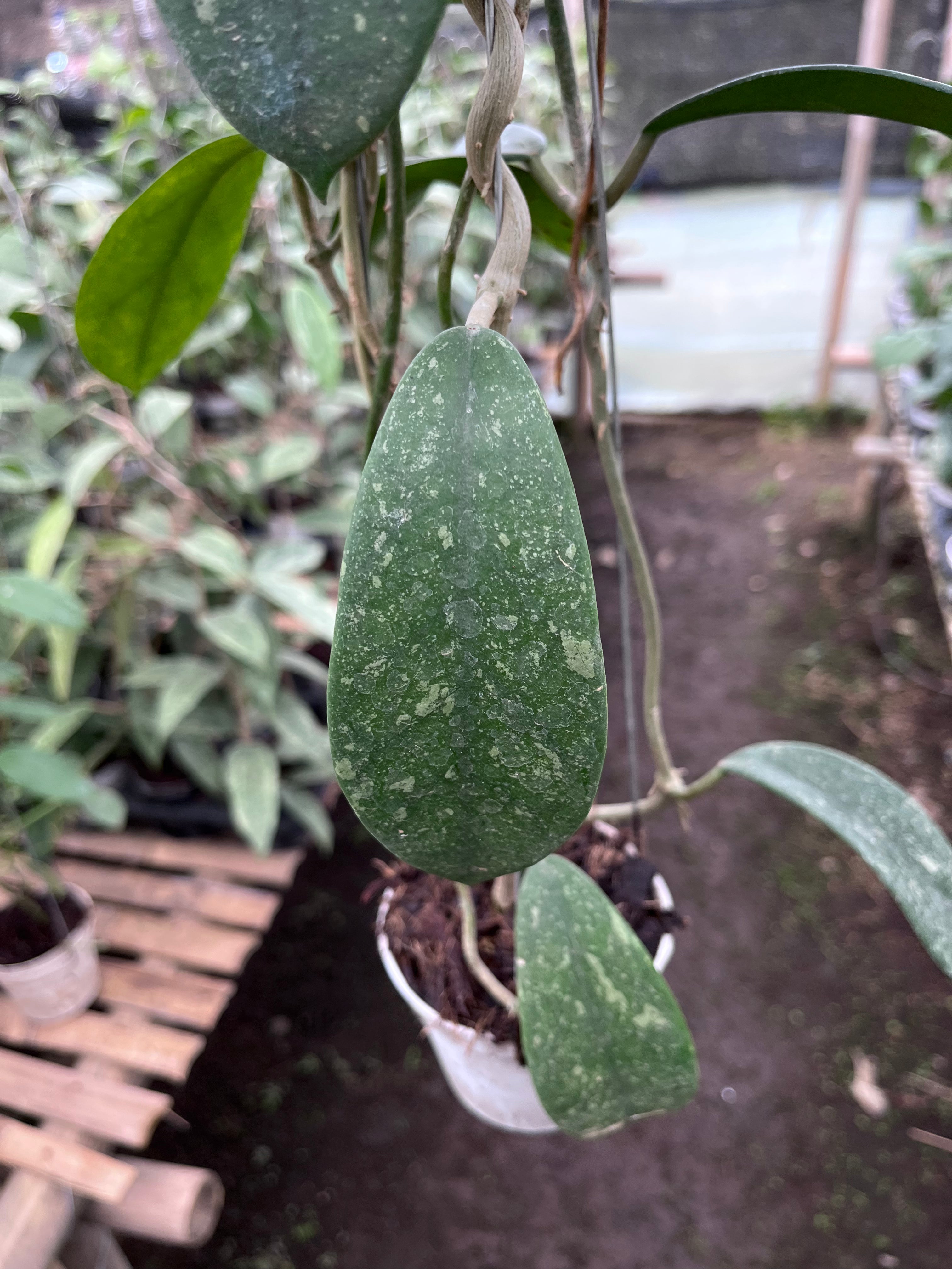 Hoya Diversifolia Splash