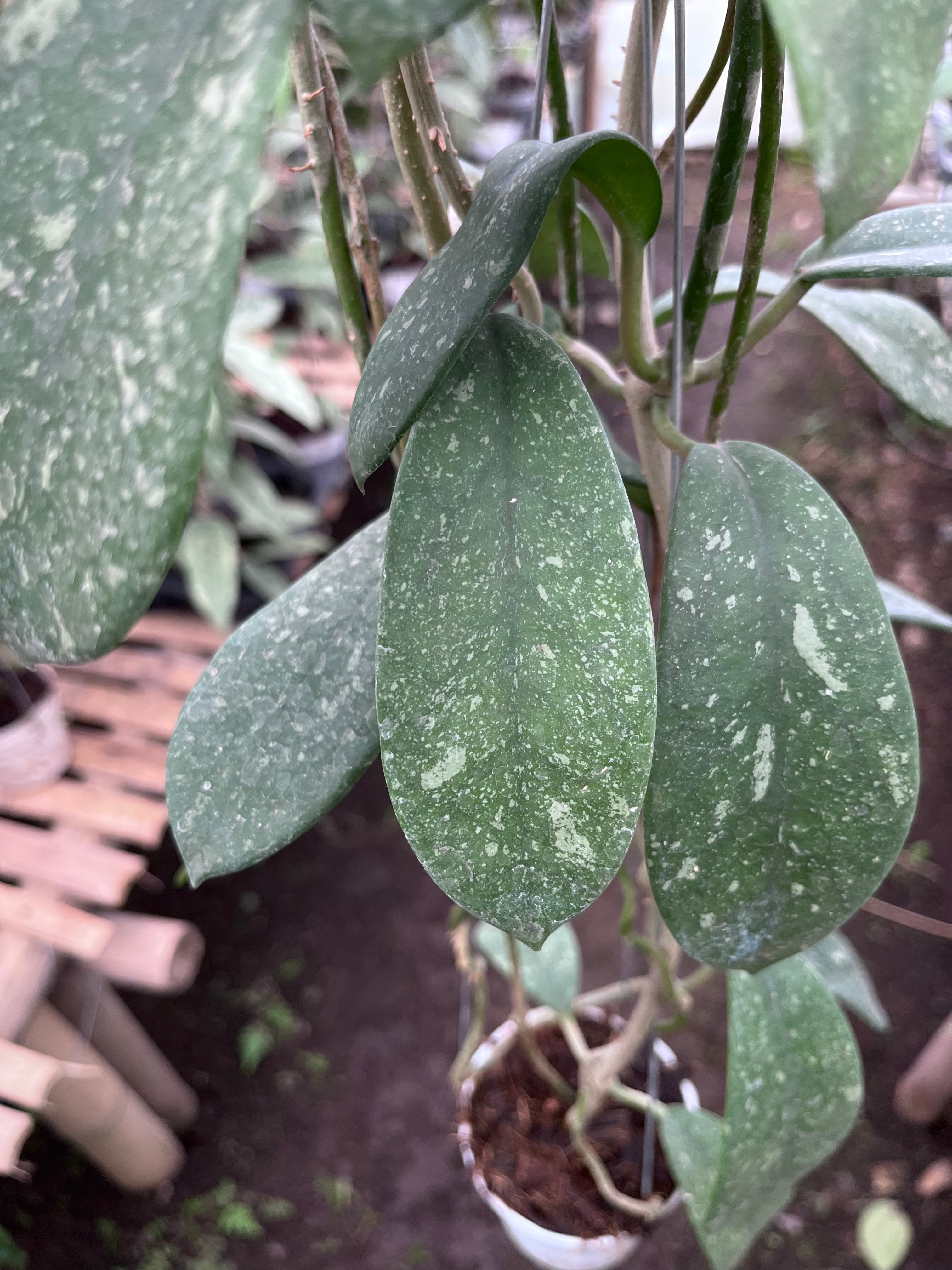 Hoya Diversifolia Splash