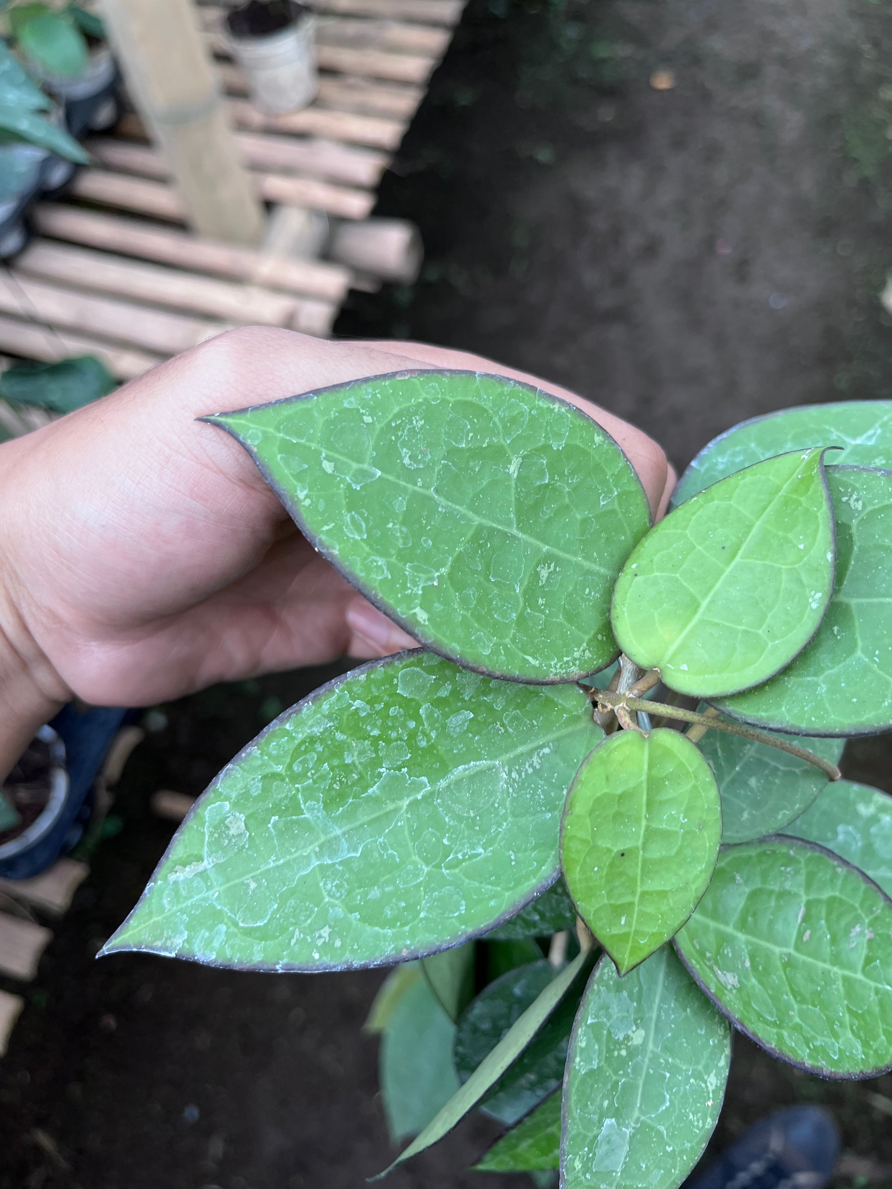 Hoya Verticillata MA07