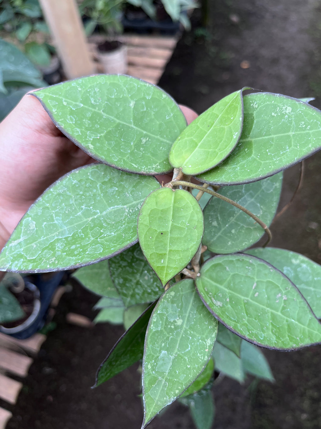 Hoya Verticillata MA07