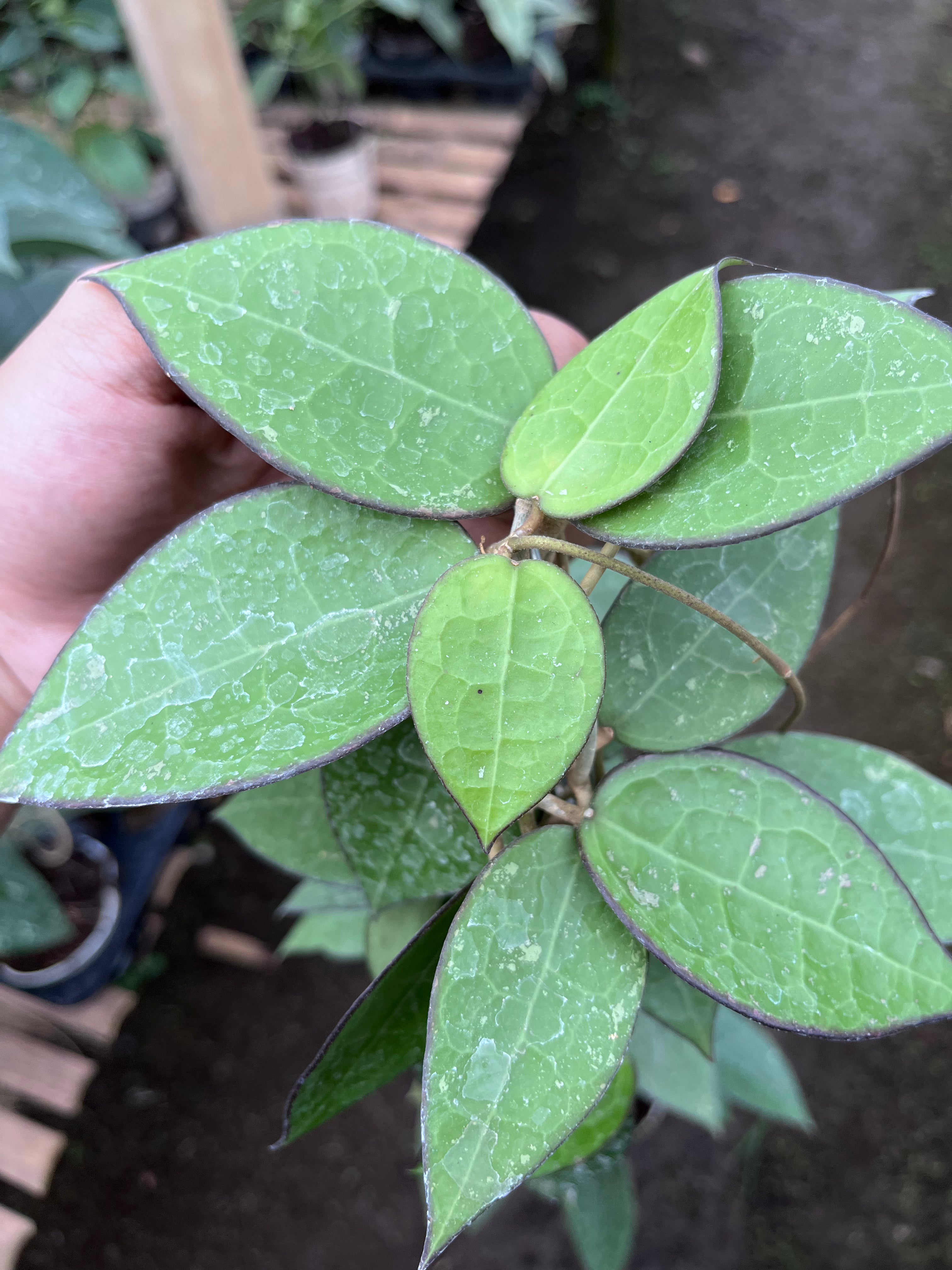 Hoya Verticillata MA07