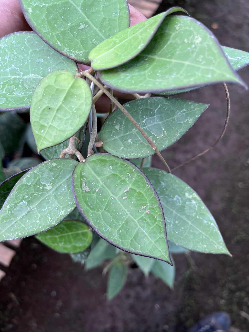 Hoya Verticillata MA07
