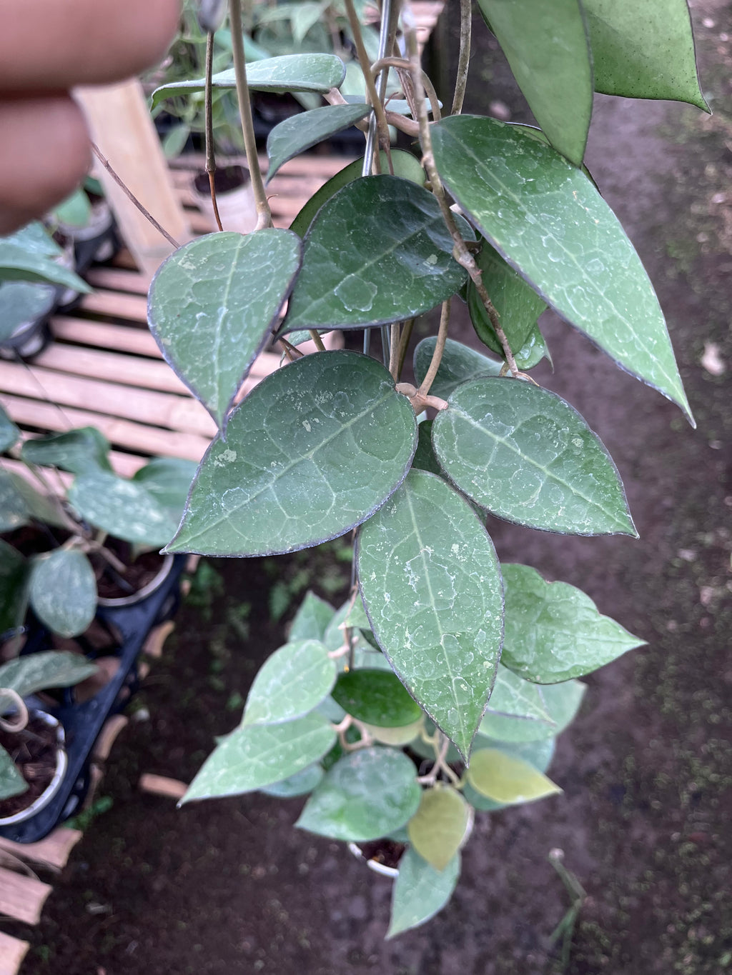 Hoya Verticillata MA07