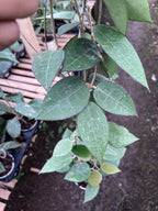 Hoya Verticillata MA07