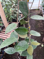 Hoya Verticillata MA07