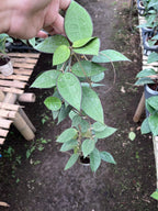Hoya Verticillata MA07