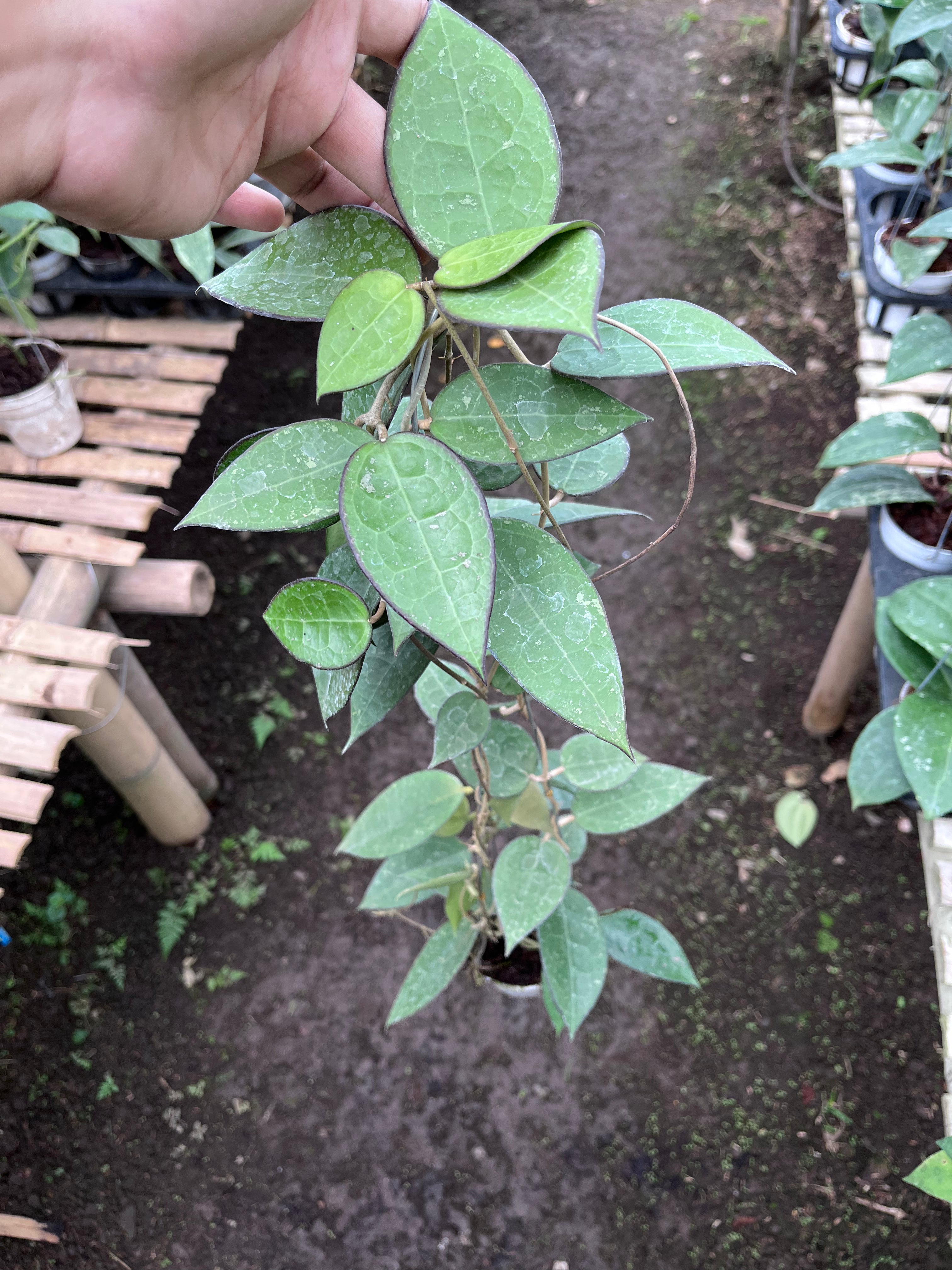 Hoya Verticillata MA07