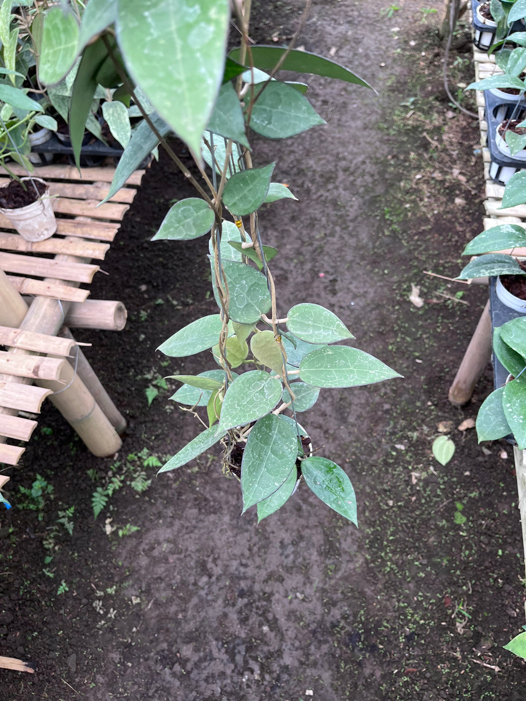 Hoya Verticillata MA07