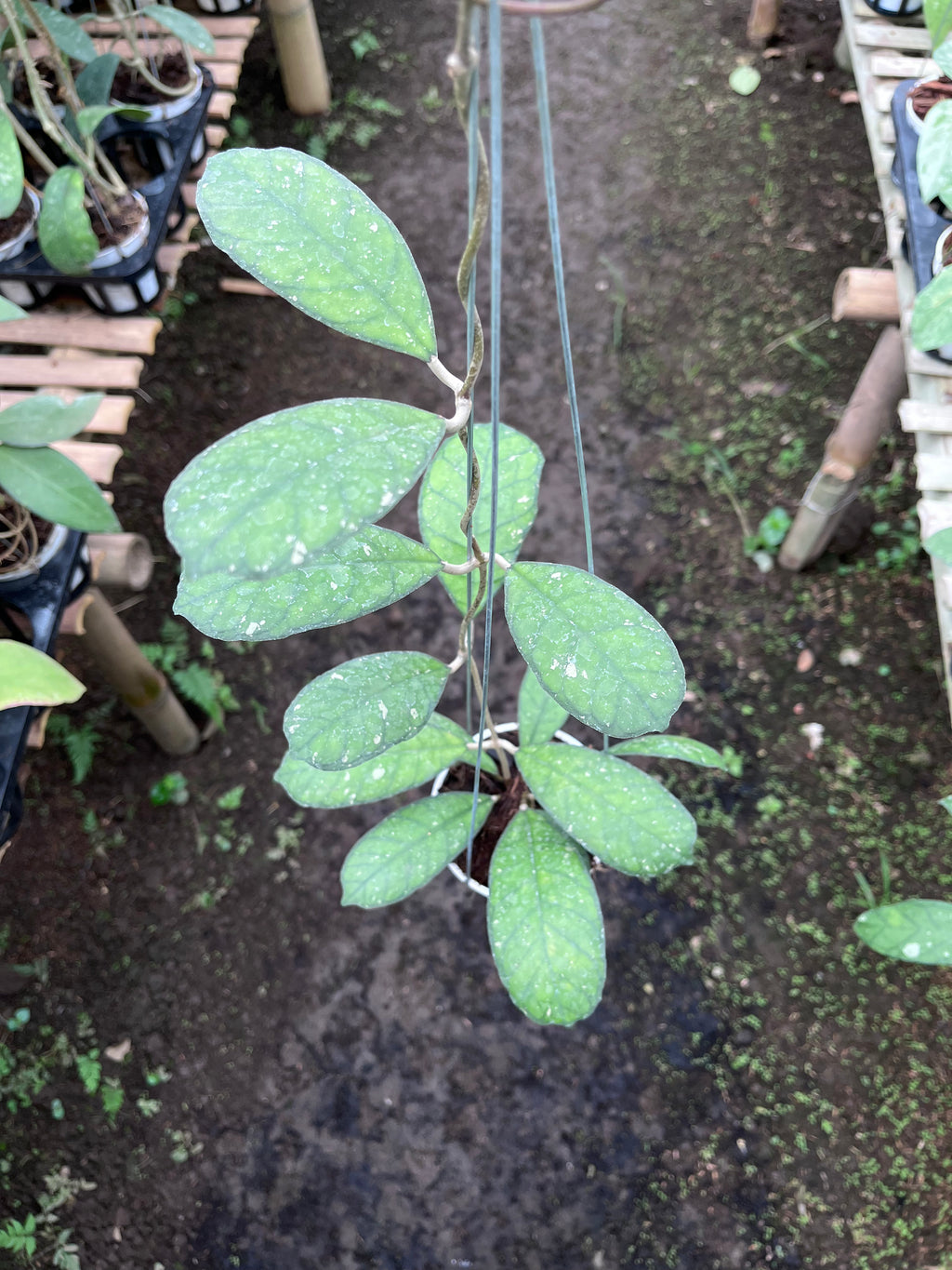 Hoya Larissa
