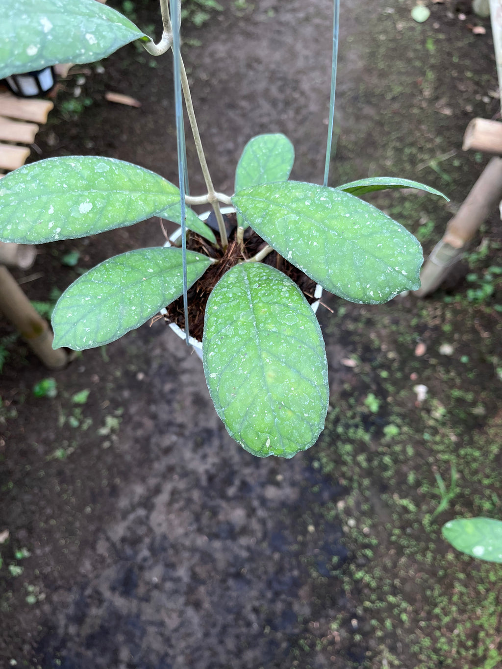 Hoya Larissa