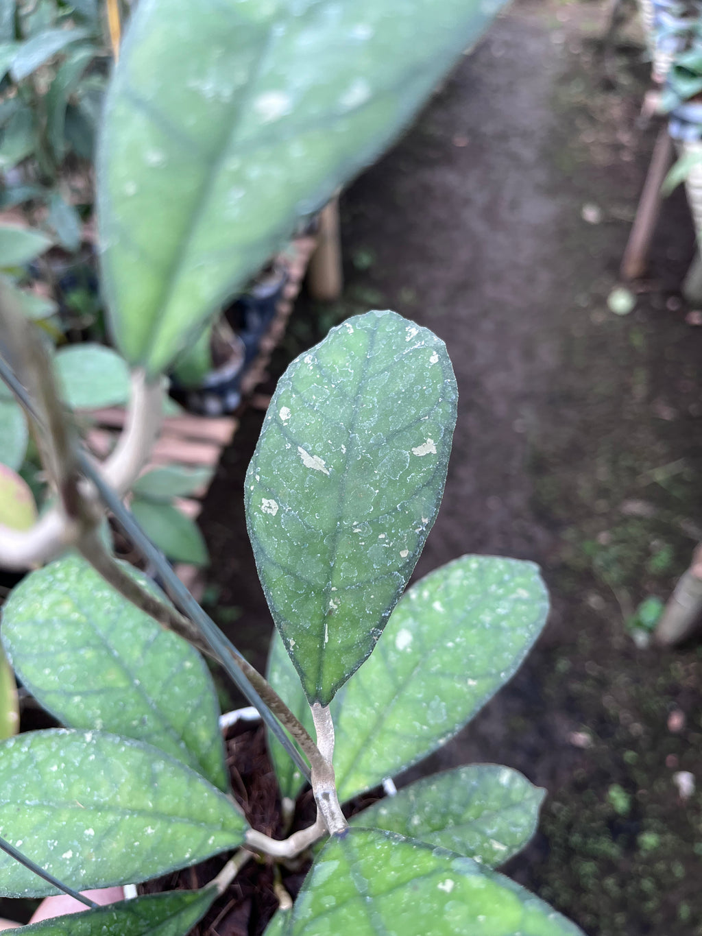 Hoya Larissa