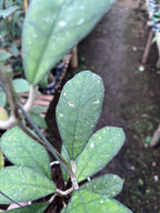 Hoya Larissa
