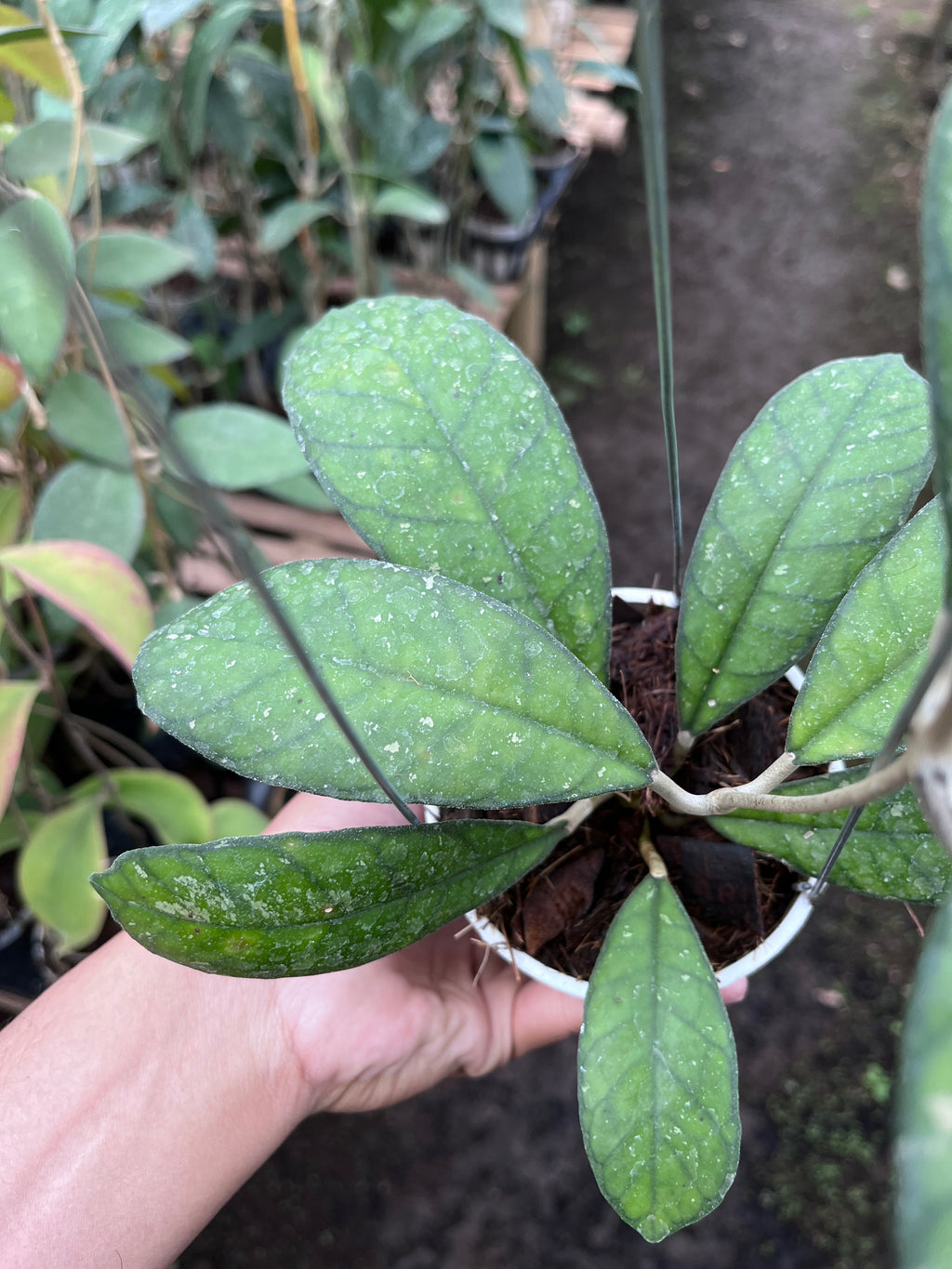Hoya Larissa