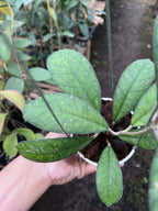 Hoya Larissa