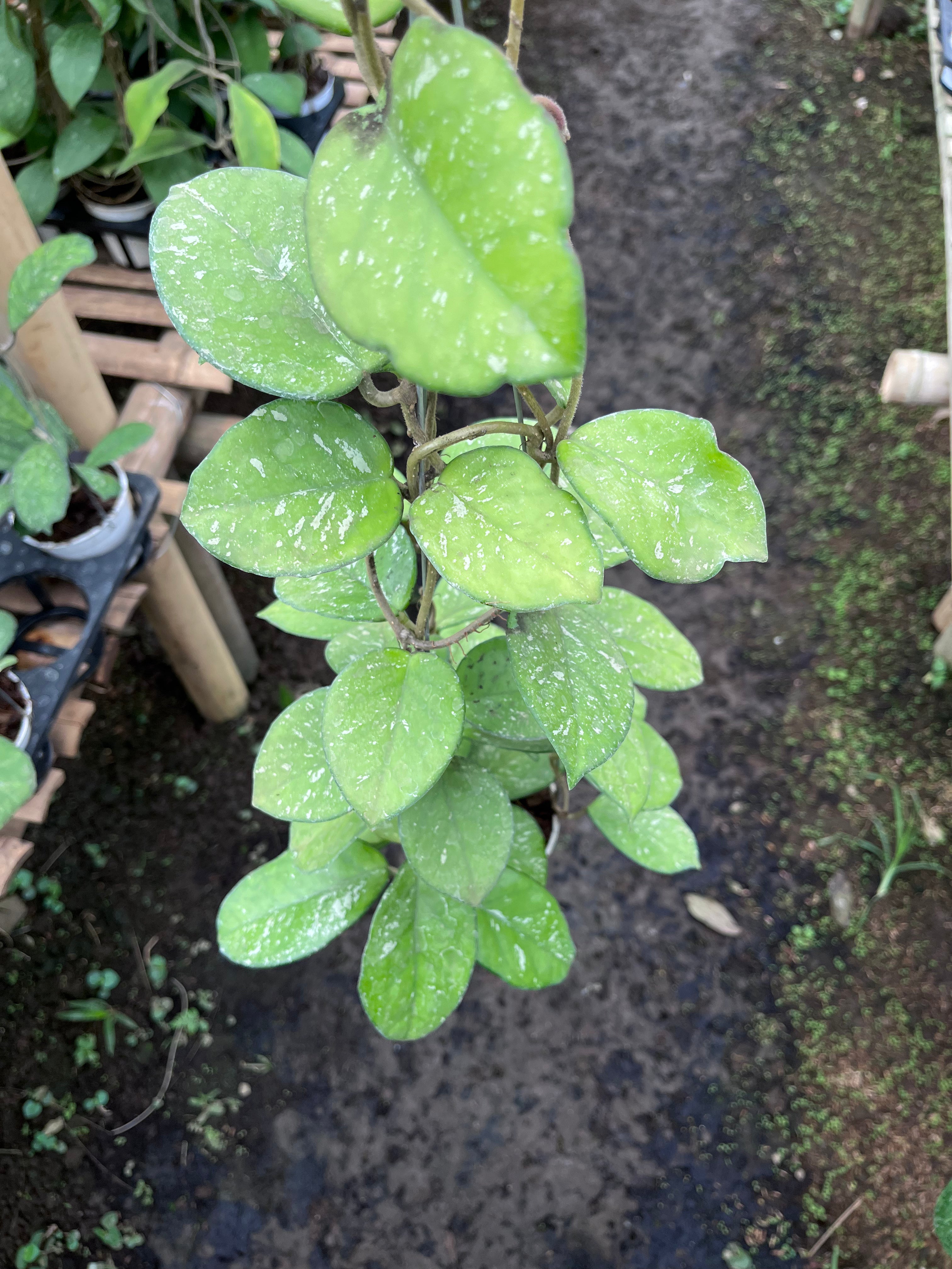 Hoya Carnosa Freakless