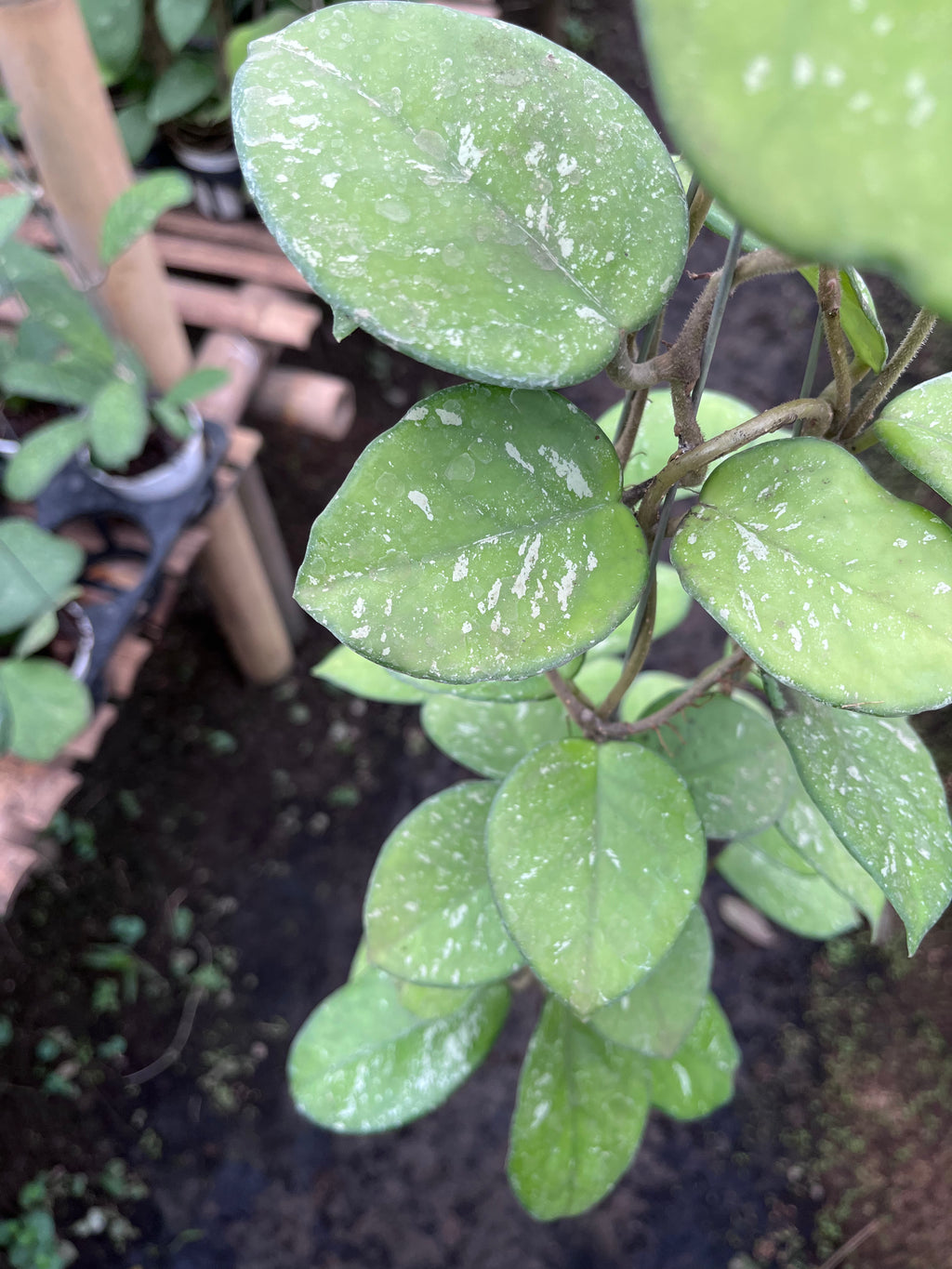 Hoya Carnosa Freakless