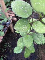 Hoya Carnosa Freakless