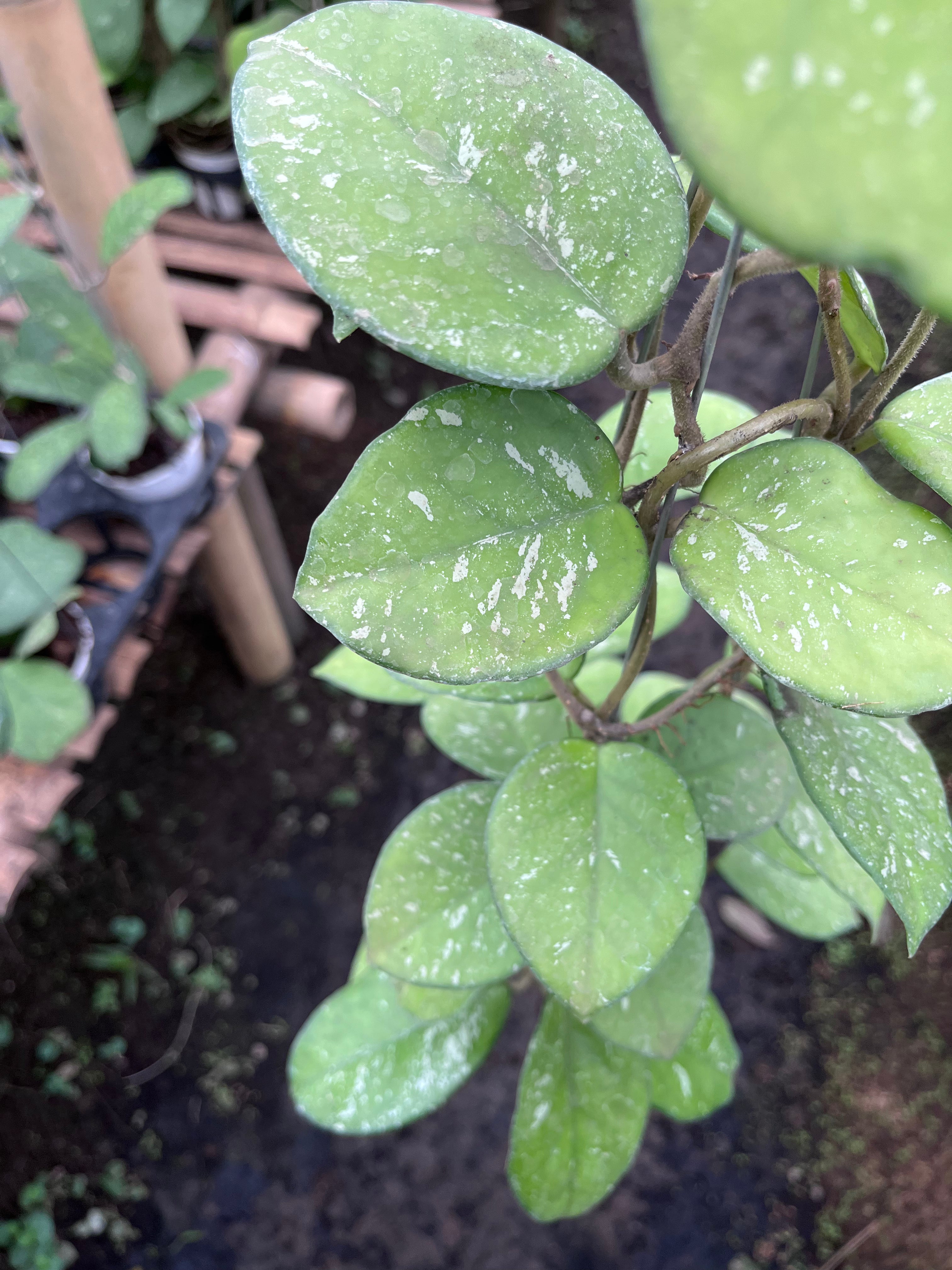 Hoya Carnosa Freakless