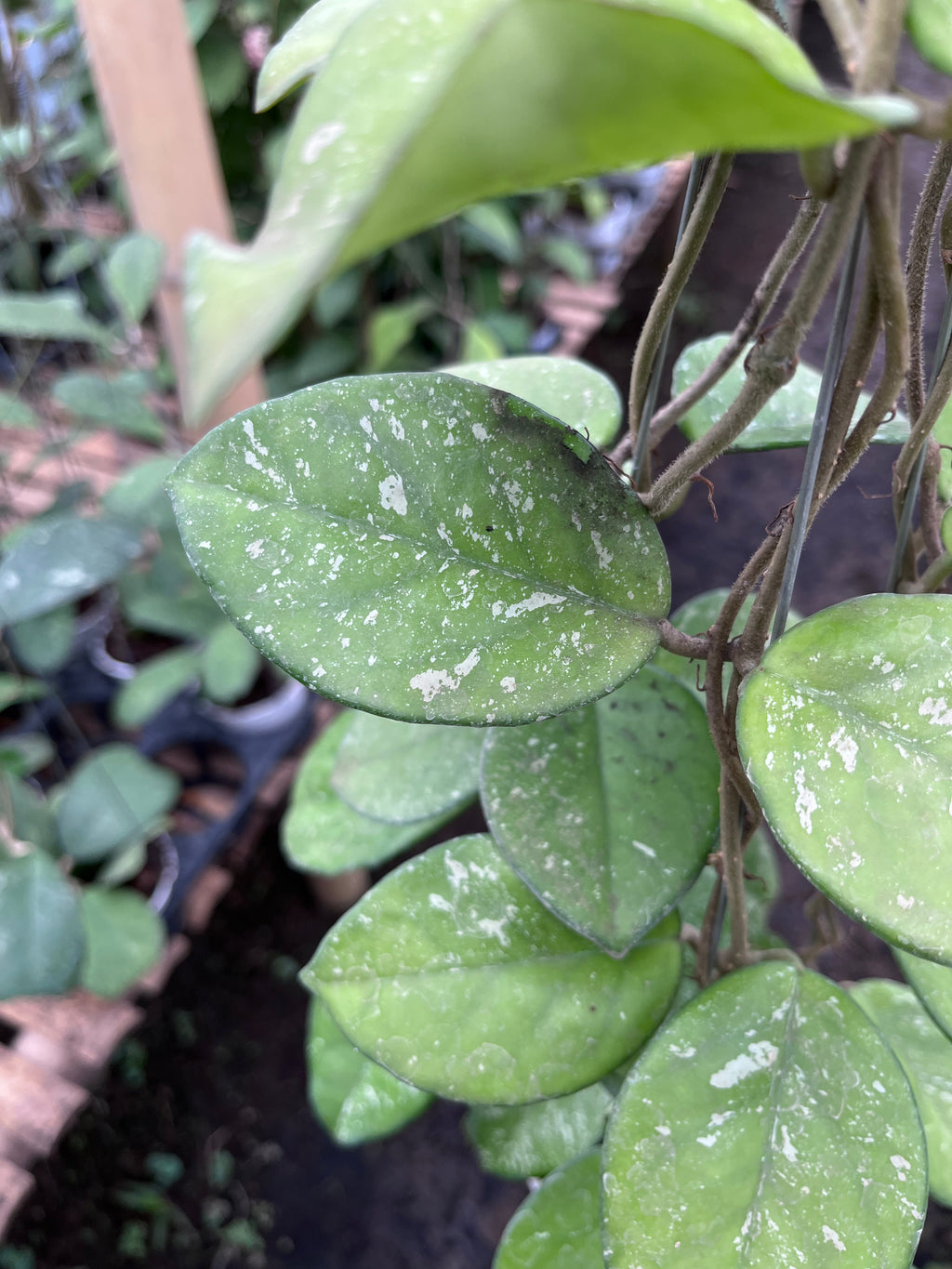 Hoya Carnosa Freakless