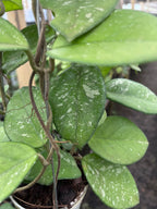 Hoya Carnosa Freakless