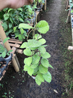 Hoya Carnosa Freakless