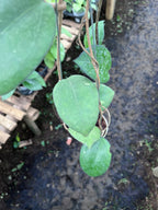 Hoya Cinnamomifolia